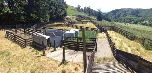 Land contaminated by sheep spray